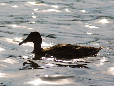 I take even more pictures of ducks than I show you.