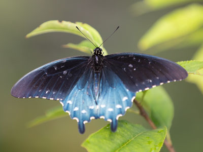 Another butterfly too cool to fly (see August 7 above).
