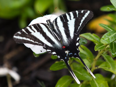 My first zebra swallowtail of the year.
