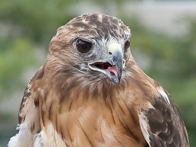 `These eyes will find you and this beak will eat you.`