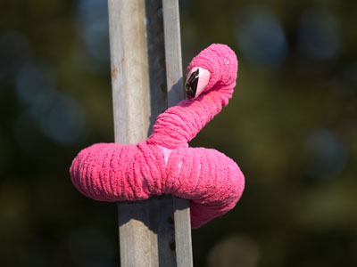 I live in a tropical climate with lots of colorful birds.