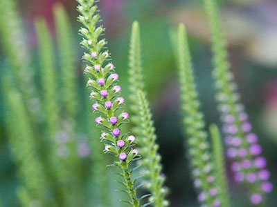 The blossoms are too small for bees now, but soon.