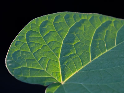 Can we assume that there are no two exactly alike?