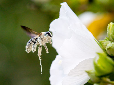 The funniest thing I saw today was this bee wiping pollen out of its eyes so it could see where it was flying.
