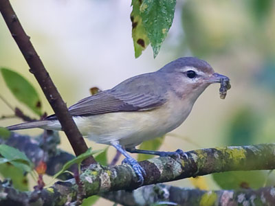 If birds didn`t eat so much, the world would be creepier.