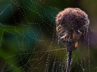 It was a good morning in the meadow.