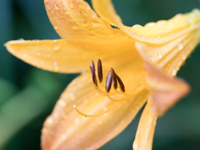 It was a quiet morning in the garden -- except for the greenskeepers with their lawnmower and weed trimmer.