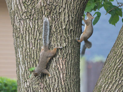 We need more hawks round here (see August 2 above).