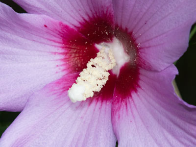 Waiting for a hummingbird.  Still waiting.