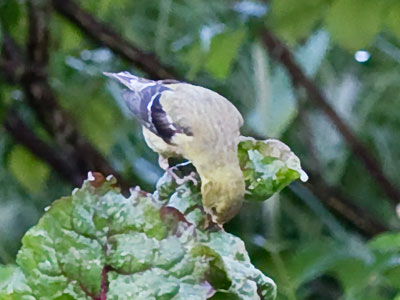 She was drinking water droplets off of the plant.