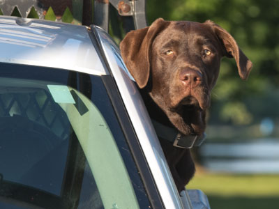 Hey, this is a no barking zone.