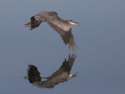 It allowed me to get fairly close, then it flew away squawking angrily.