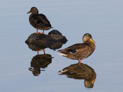 `You want ME to apologize?  YOU should apologize!`