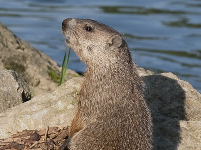 Five minutes earlier, I wondered if I`d see a beaver.