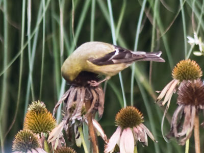 `Birdbrain` may be an insult, but birds are pretty smart.  They don`t waste time doing pointless things like we do.