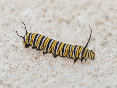 You have NO IDEA what lies ahead for you as a monarch butterfly!