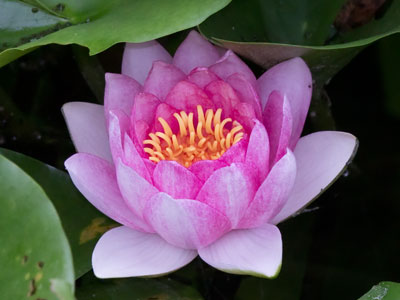 Its brief, beautiful existence will be hardly noticed.