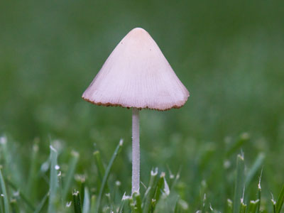 No toad could ever use that as a stool.