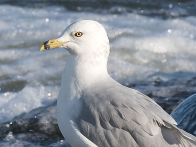 Even waterfowl give me a look of disappointment.