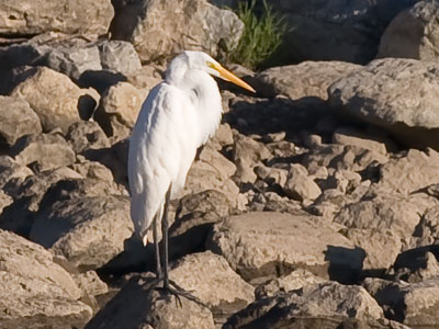 From the slim yellow bill, I`d say this was a Great Egret, rather than a Snowy Heron.  Argue with me if you want.