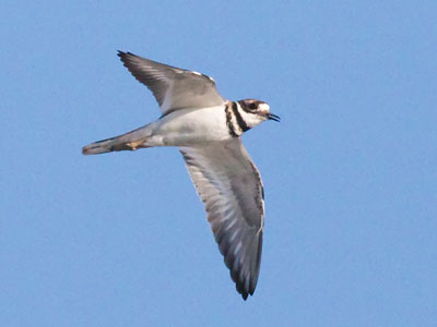 The kildeers were not happy when I visited their pond.