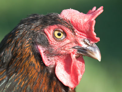 The farmer`s alarm clock.