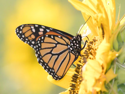 Oh, what a hot, sweaty and sneezy mess I was today.