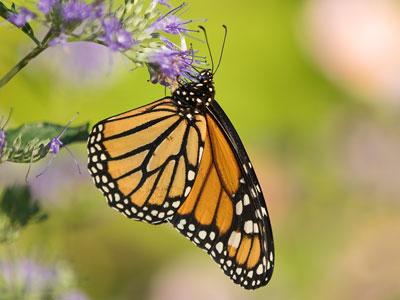 Fueling up for the long, long trip to Mexico.