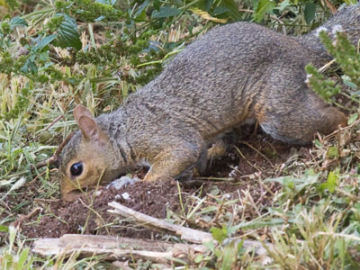 Hopefully the squirrel will remember what it buried here.