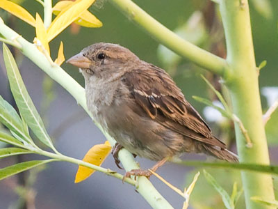 Too many pictures of birds?  Yes, I know.