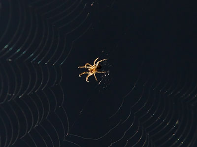 Why do people use the phrase `tangled web`?  Spider webs are perfectly ordered.