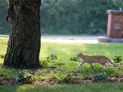 Squirrel vs. cat.