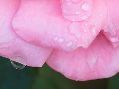 I come to the garden alone while the dew is still on the roses. C. AUSTIN MILES