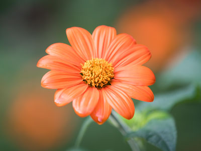 Waiting for monarch butterflies.  Still waiting.