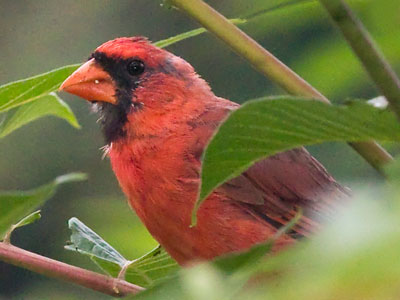 Like the Amish, cardinals don`t like to be photographed.