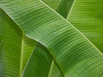 I love a big leafy salad at lunch.
