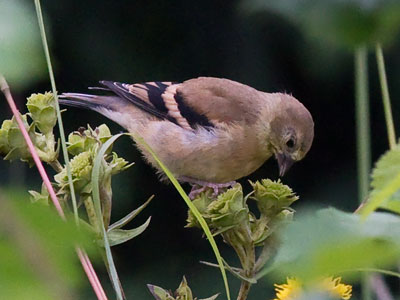 Oh the gyrations it took to capture this photo.  I worked in close partnership with my Canon camera and flash.