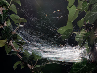 Forget what I said about webs on September 4 above.