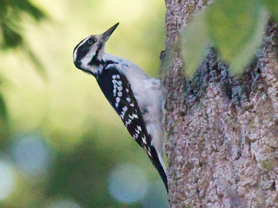 Happy bird day to you.