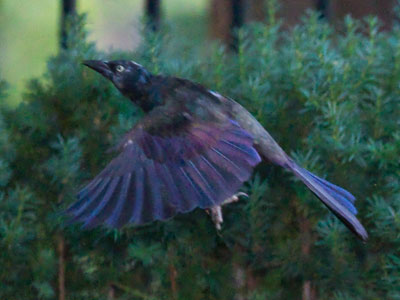 I was not happy to see so many grackles.