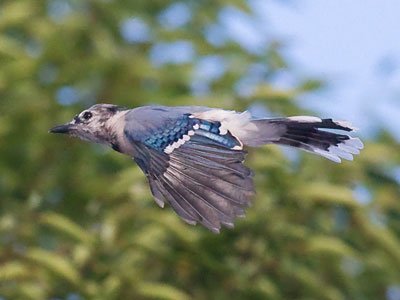 I`d never seen so many bluebirds at one time.