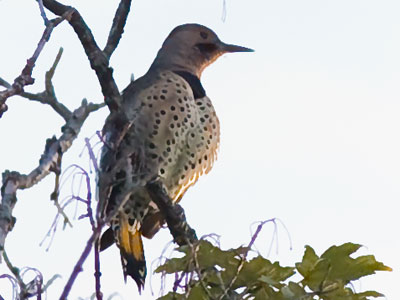 Say hello to the Yellow-Shafted Northern Flicker, a type of woodpecker.