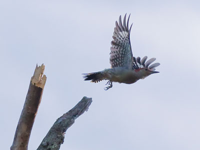 The hummingbird flew away, so here`s another woodpecker.