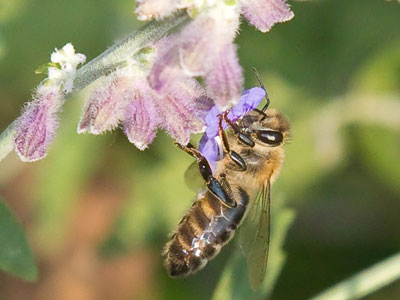 Oh yeah, I spend my mornings with bugs too.