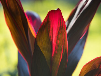 Fleeing a noisy lawnmower, I found this quiet scene.