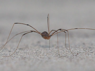 I wished the monarch a safe journey and was careful not to step on the spider.  But I killed lots of mosquitoes.