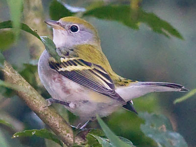 And the female goldfinches were hard at work too.