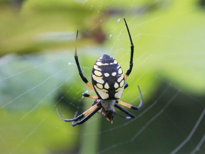 I had plenty of time to take pictures of this giant spider because it was busy eating another bug for breakfast.