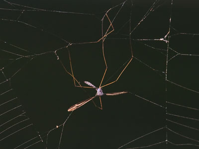 Trapped in a web long since abandoned by the spider.