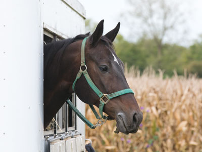That horse REALLY didn`t want to be in there.